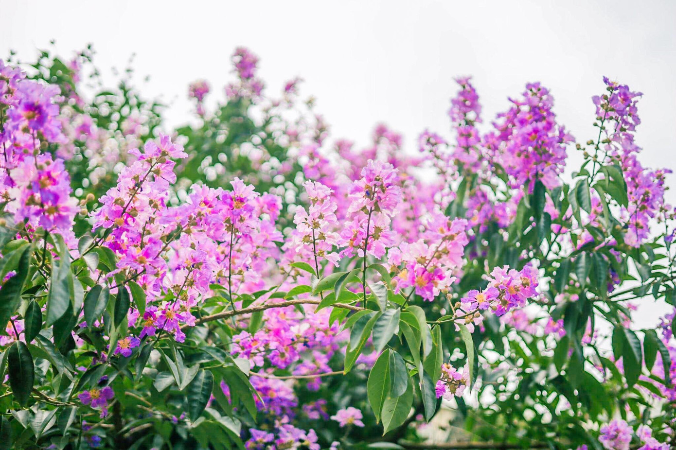 Màu tím lấp lánh trong nắng làm lòng người vương vấn, xuyến xao.