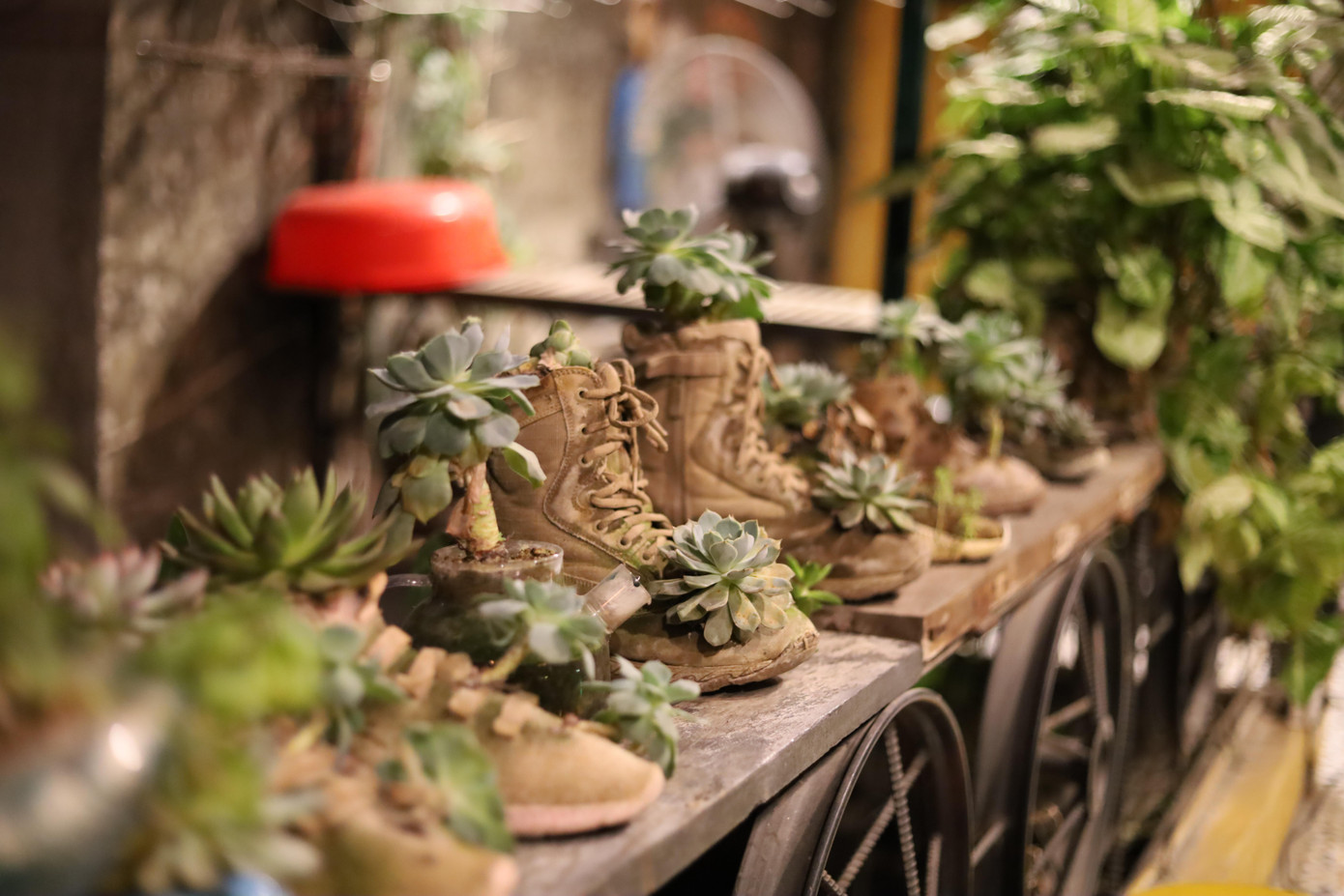 Những cây sen đá được trồng trong những đôi giày cũ.