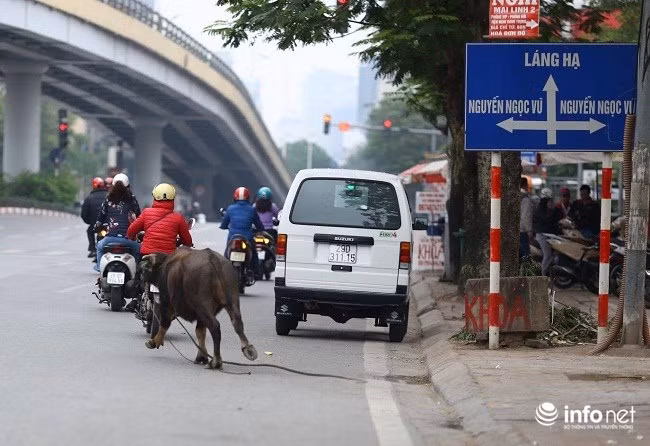 Trâu điên húc người náo loạn trên phố Hà Nội ảnh 3