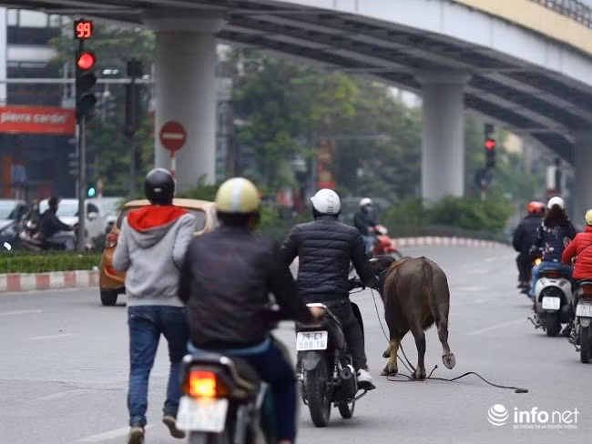 Trâu điên húc người náo loạn trên phố Hà Nội ảnh 5