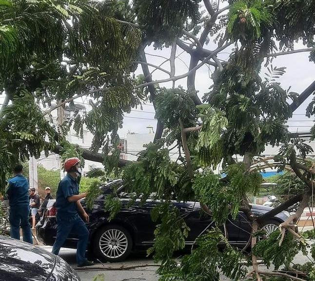 Sự cố cây xanh đổ ngã khiến 3 xe ô tô bị hư hỏng. Ảnh: Người dân chia sẻ.