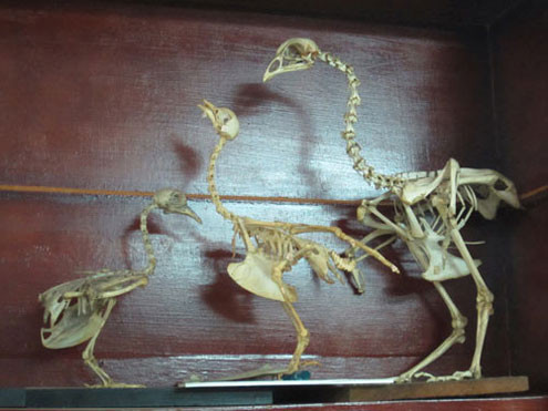 Mô hình xương bồ câu. Ảnh: Người lao động.. Mô hình xương bồ câu. Ảnh: Người lao động.