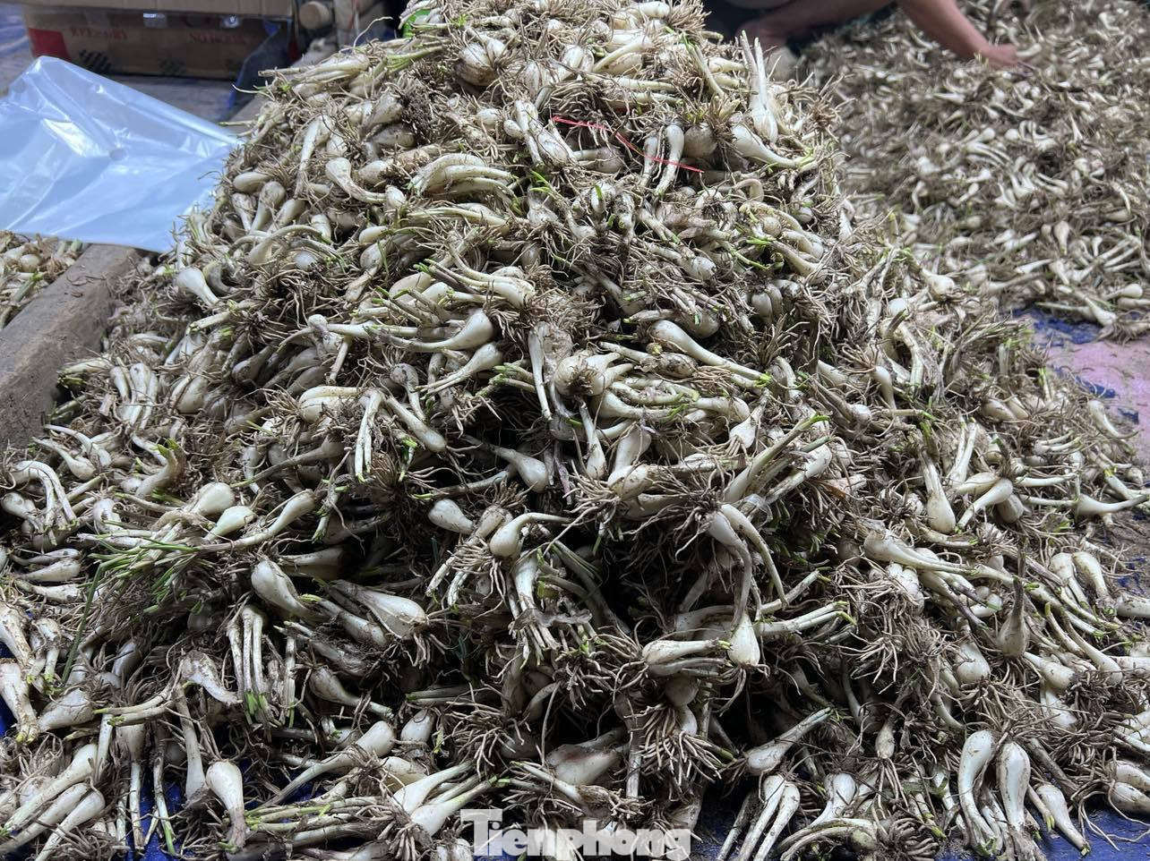 Kiệu được đưa về TPHCM từ nhiều tỉnh, thành như Đồng Tháp, Khánh Hòa, Huế... Kiệu được đưa về TPHCM từ nhiều tỉnh, thành như Đồng Tháp, Khánh Hòa, Huế...