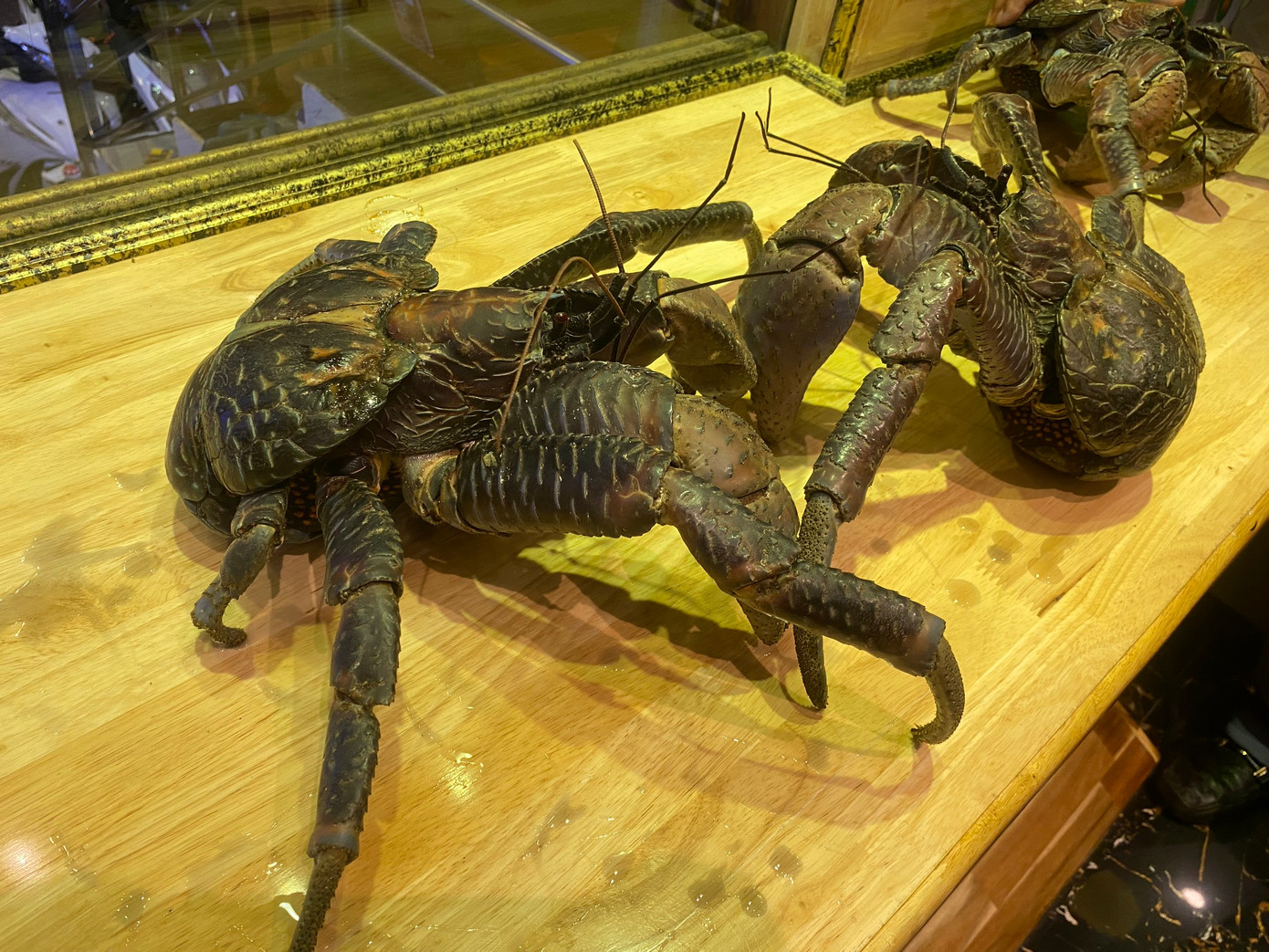 Những con cua dừa "độc, lạ" có trọng lượng từ 1,5-2kg vừa được một nhà hàng tại TPHCM nhập về. Những con cua dừa "độc, lạ" có trọng lượng từ 1,5-2kg vừa được một nhà hàng tại TPHCM nhập về.