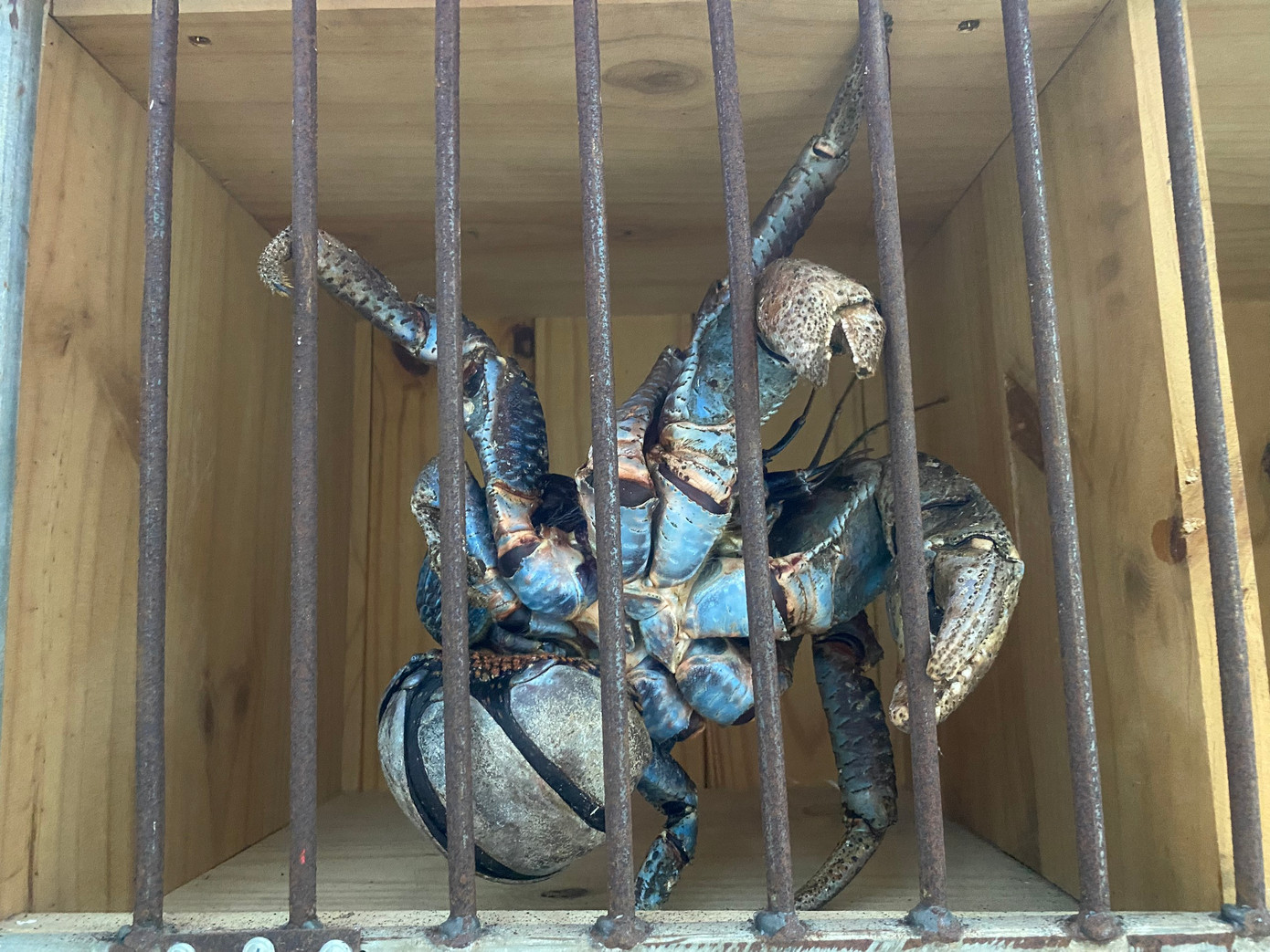 Con cua có lớp vỏ màu đen, nâu sậm pha lẫn màu xanh, tím, vàng... Con cua có lớp vỏ màu đen, nâu sậm pha lẫn màu xanh, tím, vàng...