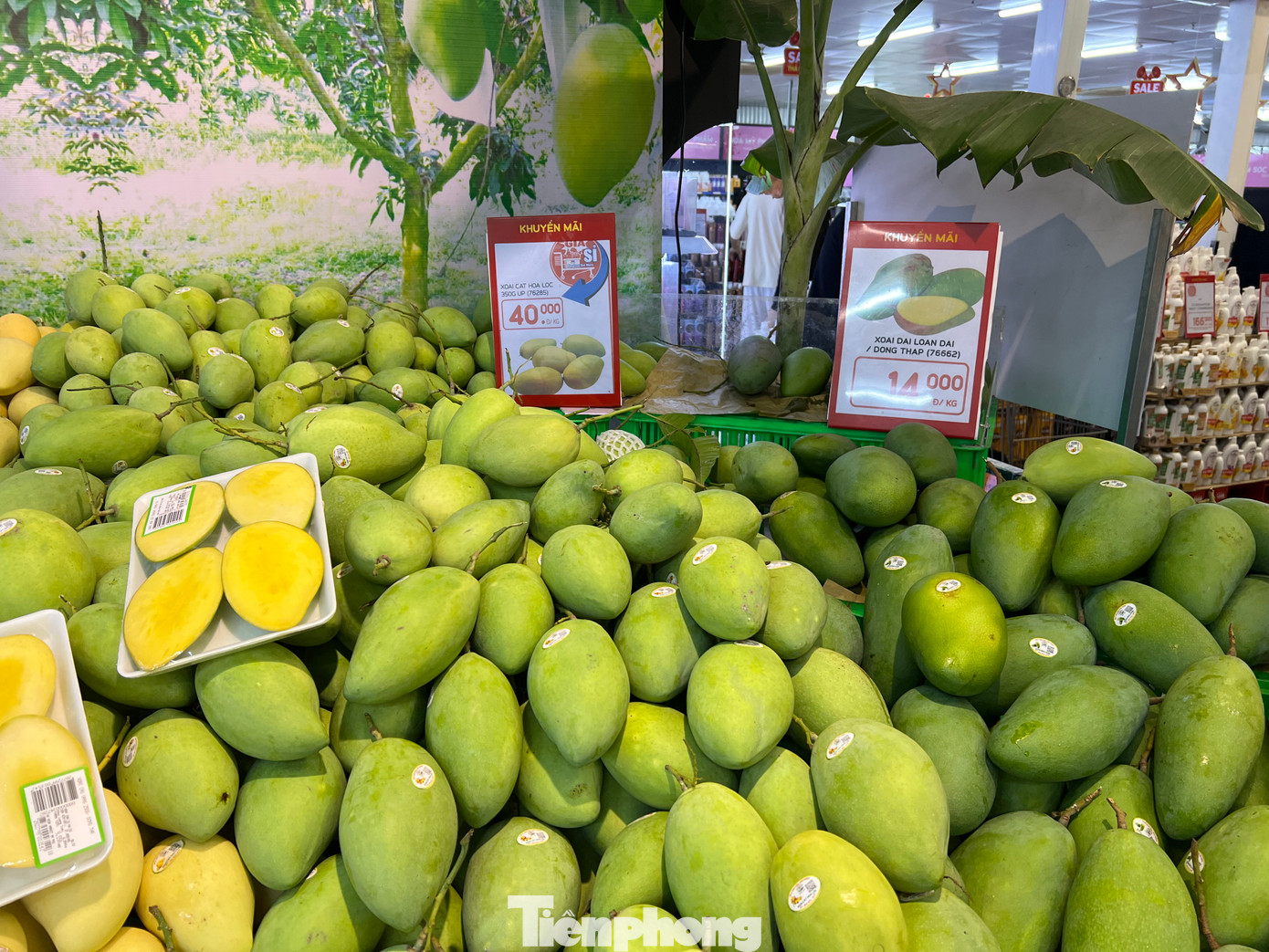 Giá xoài cát Hòa Lộc chỉ 40.000 đồng/kg...