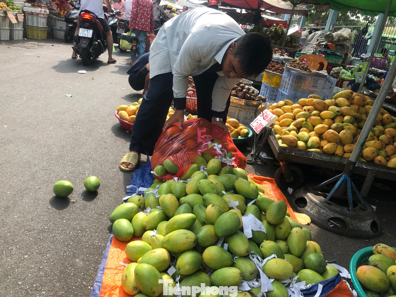 Không chỉ xoài cát Hòa Lộc rớt giá, mà các loại xoài keo, xoài Thái cũng có giá rất rẻ, chỉ từ 10.000 - 15.000 đồng/kg.