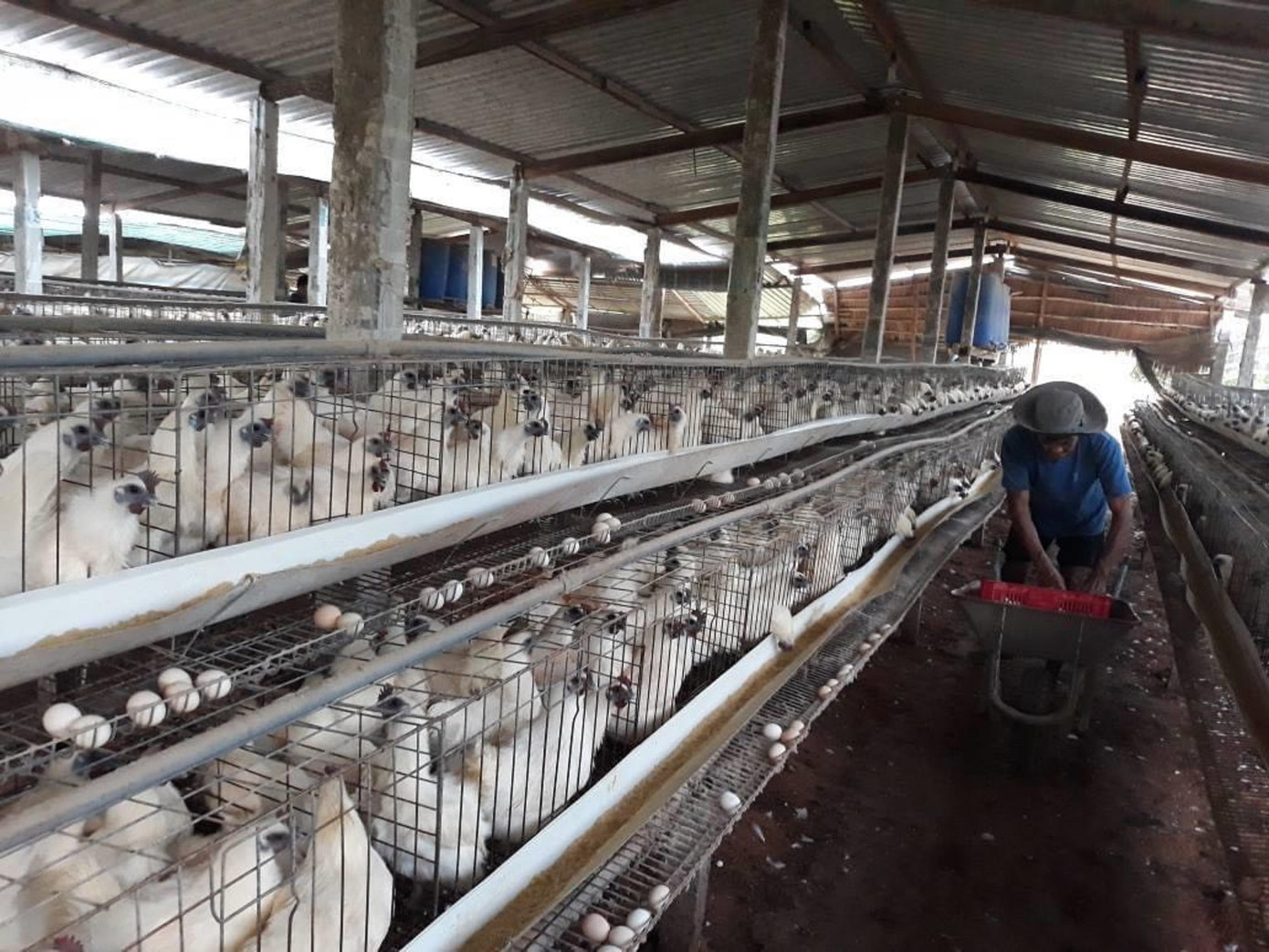 Thịt gia cầm dù đủ tiêu chuẩn tăng giá nhưng TPHCM vẫn giữ giá để hỗ trợ người tiêu dùng. Thịt gia cầm dù đủ tiêu chuẩn tăng giá nhưng TPHCM vẫn giữ giá để hỗ trợ người tiêu dùng.