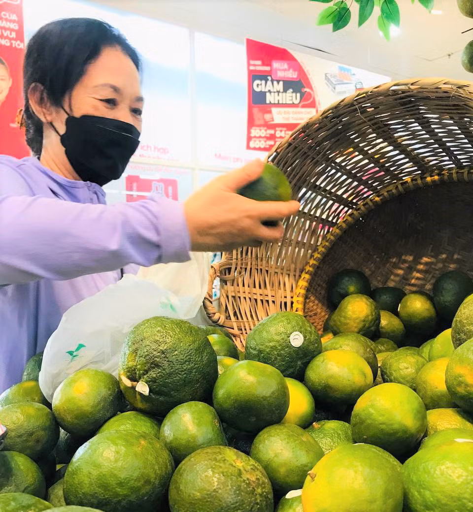 Cam sành tại hệ thống GO! và Big C cũng chỉ 10.900 đồng/kg. Đây đều là cam sành loại 1, mọng nước, vị ngọt đậm đà