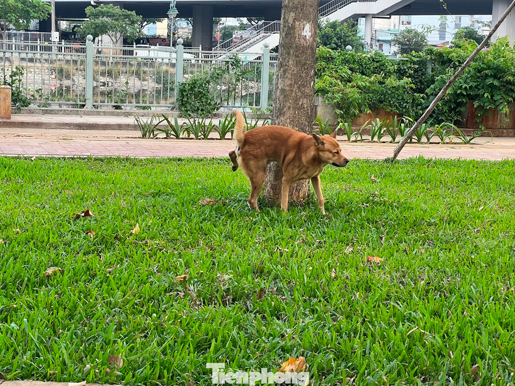 Nhiều công viên ở TPHCM trở thành nơi giải quyết "đầu ra" của chó. Không ít người đi xe máy chở chó đến công viên để chúng đi vệ sinh rồi chở về chứ không có ý thức thu dọn.