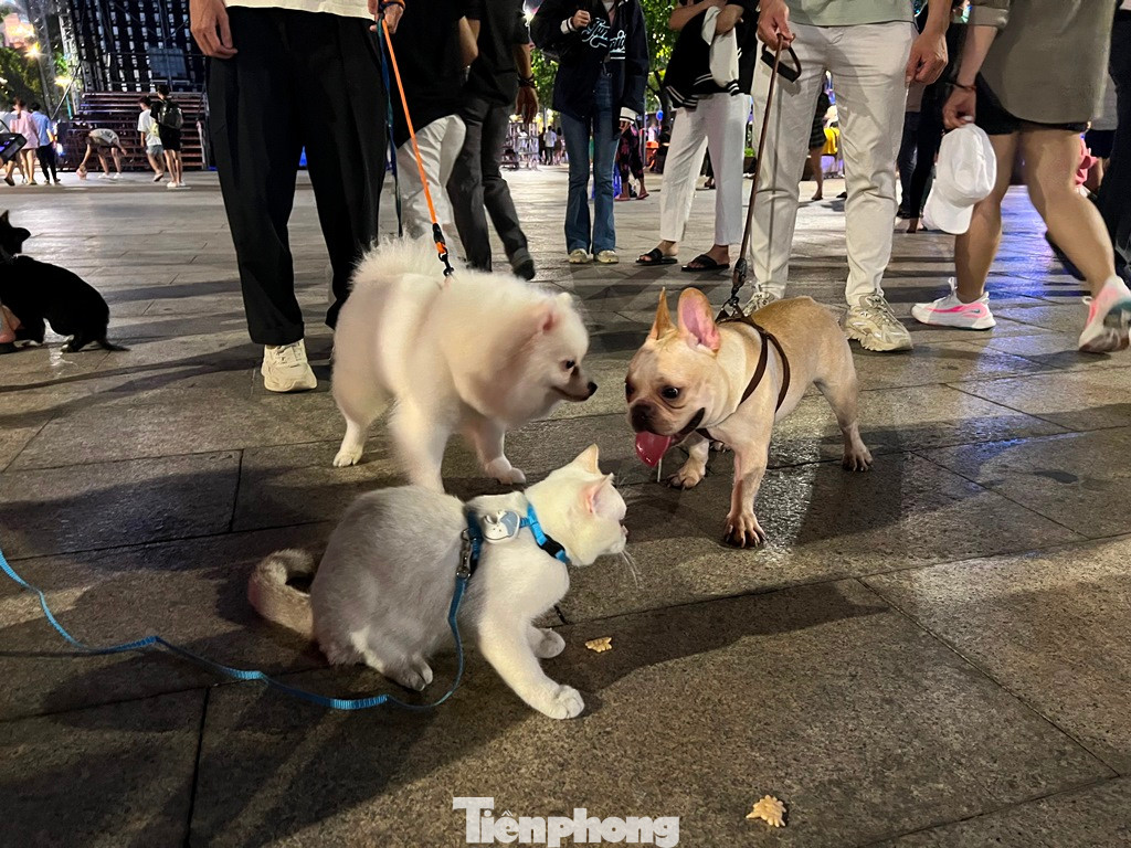 Nhiều chú chó không được rọ mõm nguy cơ mất an toàn cho những người xung quanh