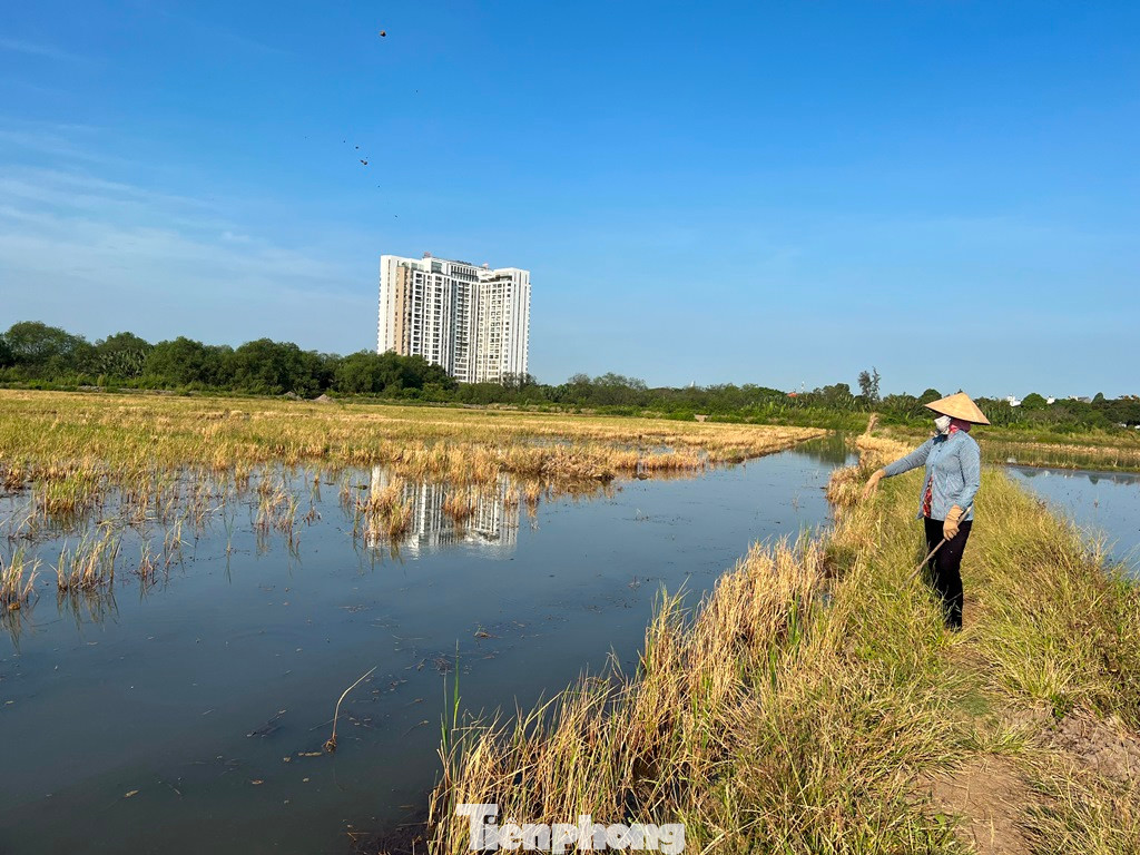 Giữa khu đất "kim cương" phường Thạnh Mỹ Lợi (thành phố Thủ Đức), bà Hồ Thị Lệ Thu (62 tuổi, quê Đồng Nai) chăn đàn vịt chạy đồng hơn 400 con ngay trên những ruộng lúa vừa mới gặt. “Ít ai nghĩ ở ngay thành phố mà vẫn còn đồng ruộng, còn người chăn vịt như chúng tôi. Khi nào nơi này còn ruộng lúa thì tui còn tới đây mưu sinh” – bà Thu chân chất nói.