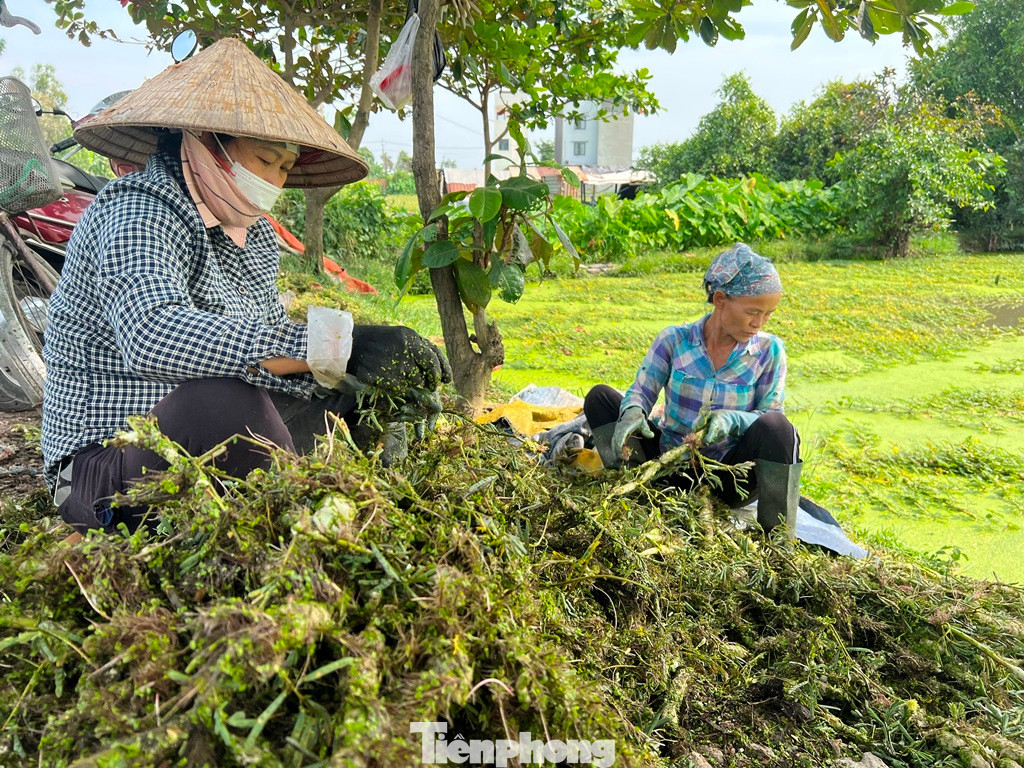 Những phụ nữ đã chờ sẵn, gom lấy bó rau rồi sơ chế ngay tại chỗ.
