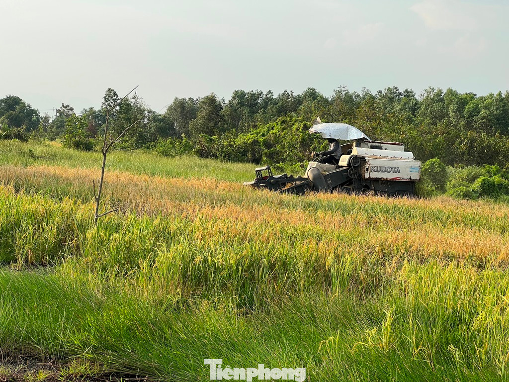 Máy gặt chạy bon bon trên cánh đồng lúa, giữa khu đất vàng ở quận Bình Tân.