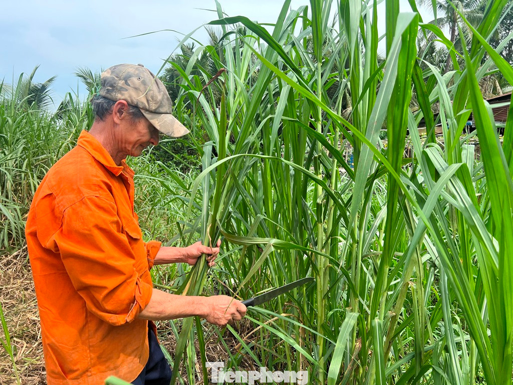 Ông Sáu Đinh (59 tuổi) có mảnh đất hơn 2.000 m2 ở Thanh Đa trồng cỏ nuôi bò, trồng rau bán kiếm thêm chút thu nhập. "Khu này quy hoạch treo hơn 40 năm qua nên không thể làm gì ngoài trồng trọt, chăn nuôi. Dân ở đây ai cũng như vậy” - ông Sáu Đinh tâm sự.