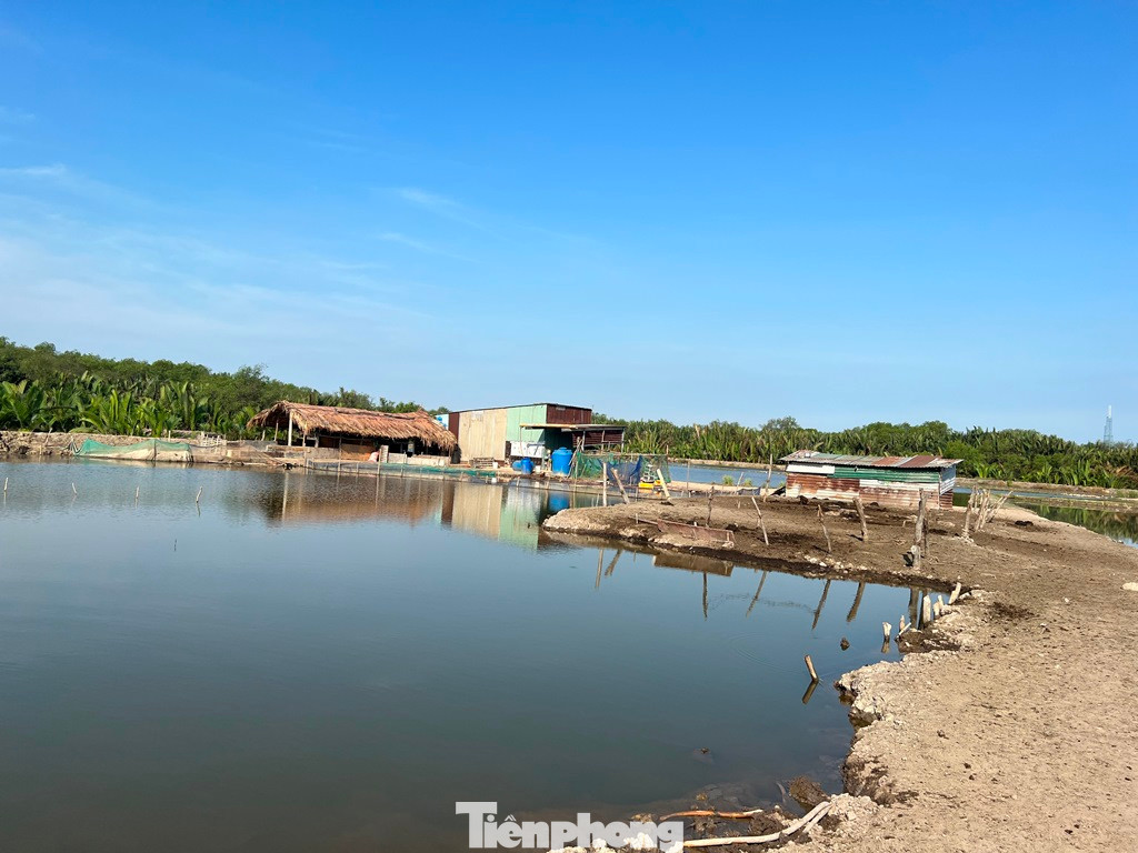 Túp lều của ông Kim nằm giữa khu đất rộng hơn 5.000 m2 ở phường Thạnh Mỹ Lợi được chủ đất cho ông ở nhờ, khi nào họ triển khai dự án thì ông dọn đi nơi khác. Tại đây, ông Kim còn nuôi cá, trồng lúa, trồng sen, chăn vịt...