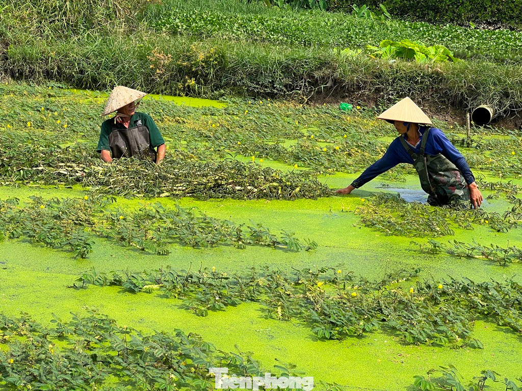 Trong cái nắng trưa gay gắt những ngày cuối tháng 2, dưới chân cầu Sắt Sập (phường Thạnh Xuân, quận 12), những người đàn ông vẫn trầm mình dưới ao, liên tục quăng bó rau nhút tươi non mơn mởn lên bờ.