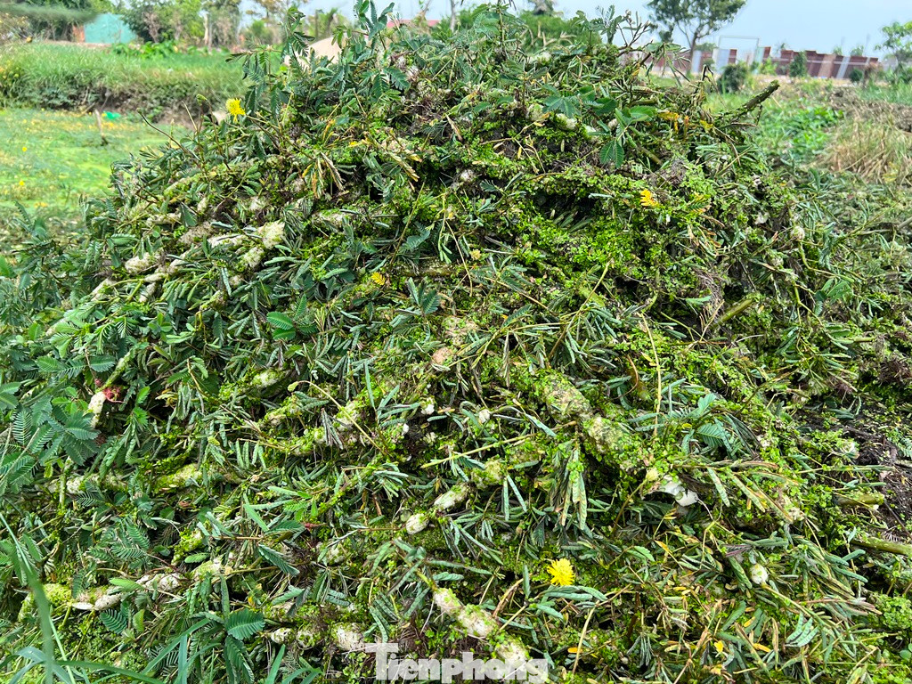 Những thân rau nhút mập mạp, ú nụ vừa được kéo lên bờ.