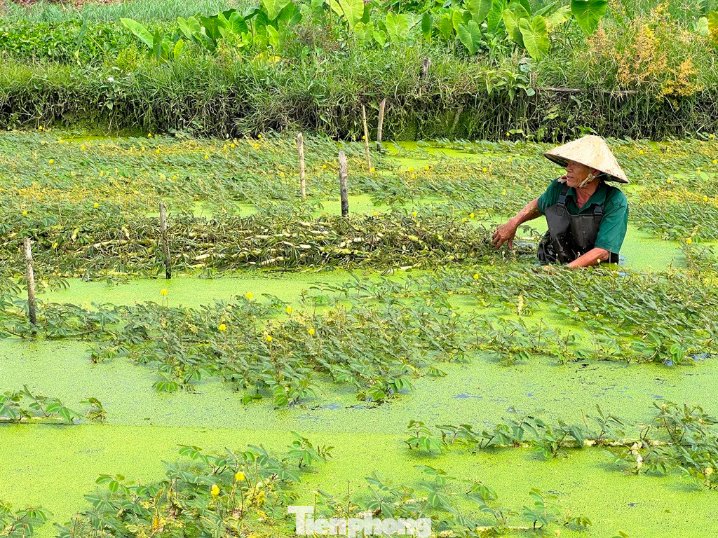 Ông Phan Văn Hoàng (71 tuổi, quê Tiền Giang) có hơn 20 năm bám ruộng trồng rau nhút ở TPHCM tâm sự: “Tôi xuất thân từ nông dân nên không ngại khó, ngại khổ, nghề nào sống được là cố gắng. May mắn là cây rau nhút dễ trồng, dễ bán, chỉ cần chịu khó một chút là không lo đói”.