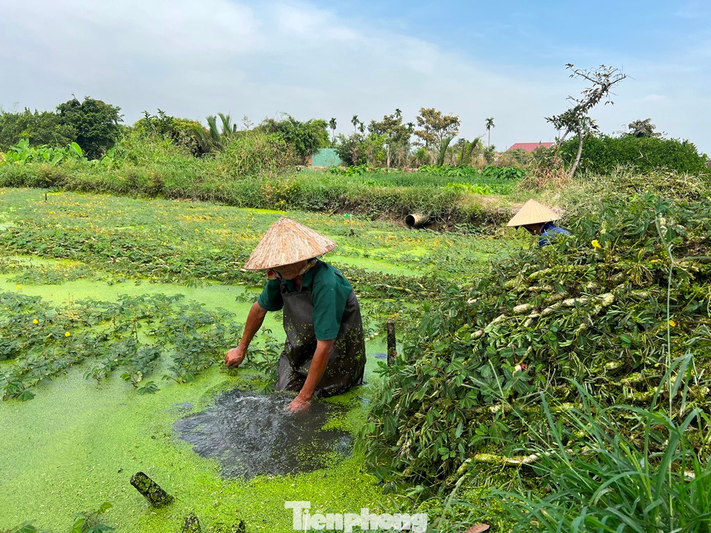Mùa rau thuận, nông dân thu hoạch khoảng 150 kg/ngày, còn những ngày khác tầm 100 kg, với giá bán hiện nay là 30.000 đồng/kg, bà con kiếm được tầm 3 triệu đồng/ngày.