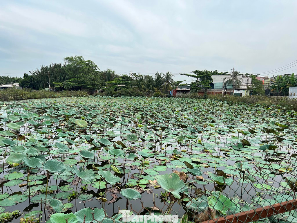 Tại khu vực bán đảo Bình Quới - Thanh Đa (quận Bình Thạnh), những đồng sen bát ngát tại nhiều hộ dân.
