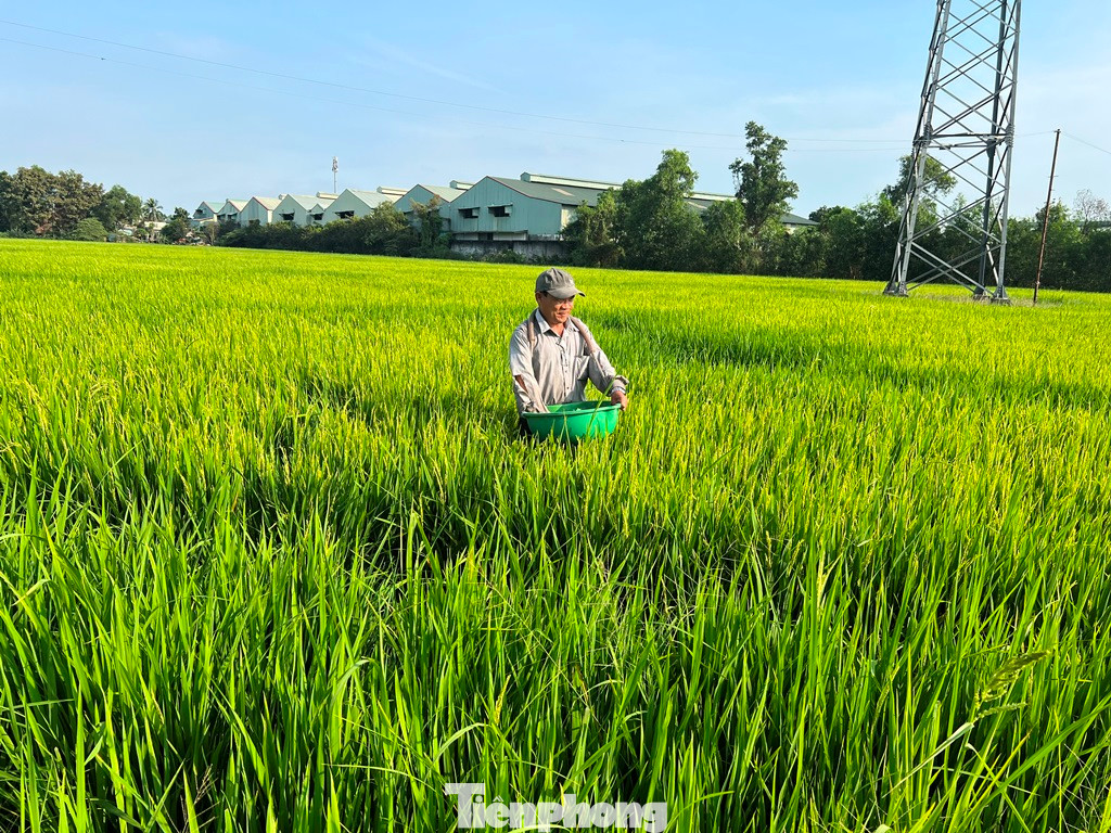 Phường Tân Tạo A, quận Bình Tân vẫn còn những ruộng lúa mênh mông đang vào độ thu hoạch. Ông Huỳnh Thanh Dũng (50 tuổi), dân TPHCM chính gốc nhưng từ nhỏ đã cùng cha mẹ gắn bó với ruộng lúa, cấy cày... “Lứa lúa này khoảng một tháng nữa sẽ thu hoạch. Vụ đông xuân trúng hơn nhưng đất ở đây không được như ở miền Tây nên thu hoạch chỉ từ 6-7 tấn/mùa. Làm lúa vừa đủ ăn chứ không dư dả nhưng không làm lúa thì cũng chẳng biết làm gì” – ông Dũng chân chất nói.