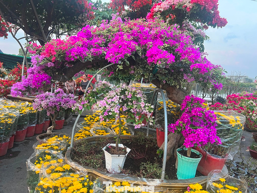 Một cây mai giấy có tuổi đời cả chục năm được tạo dáng cầu kỳ.