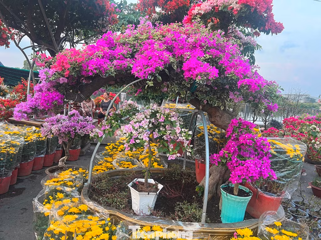 Một cây mai giấy có tuổi đời cả chục năm được tạo dáng cầu kỳ. Một cây mai giấy có tuổi đời cả chục năm được tạo dáng cầu kỳ.