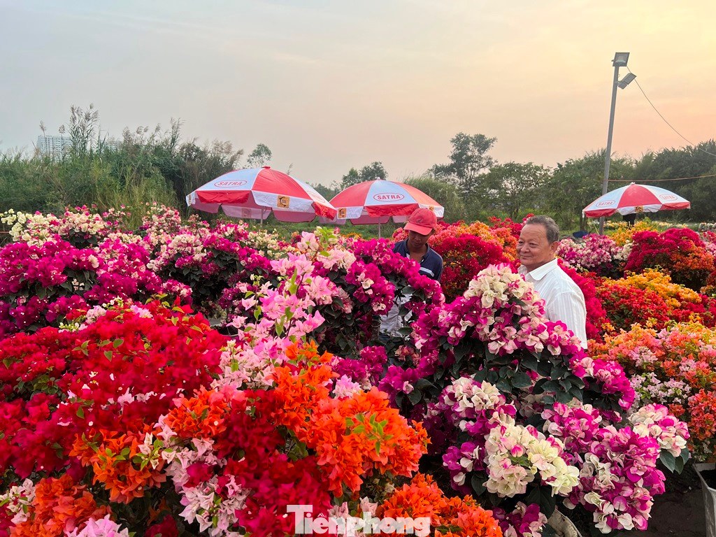 Đủ loại hoa giấy khoe sắc ở chợ hoa.