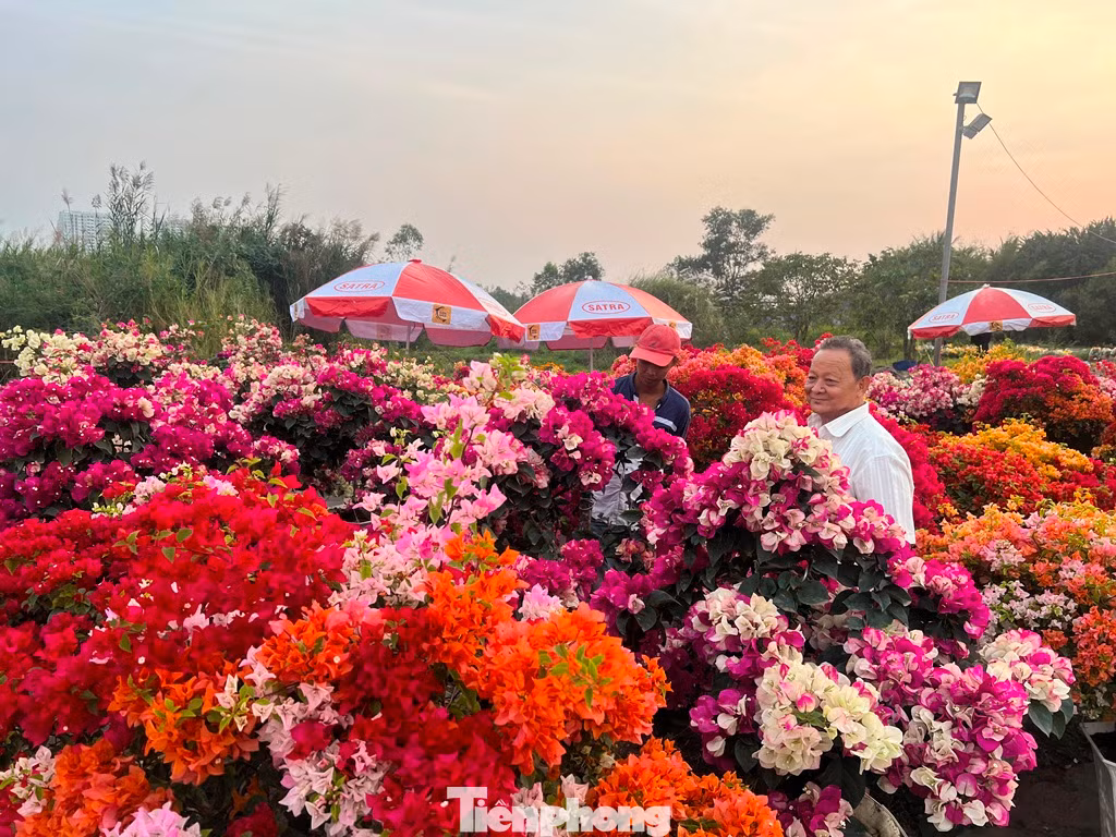 Đủ loại hoa giấy khoe sắc ở chợ hoa. Đủ loại hoa giấy khoe sắc ở chợ hoa.