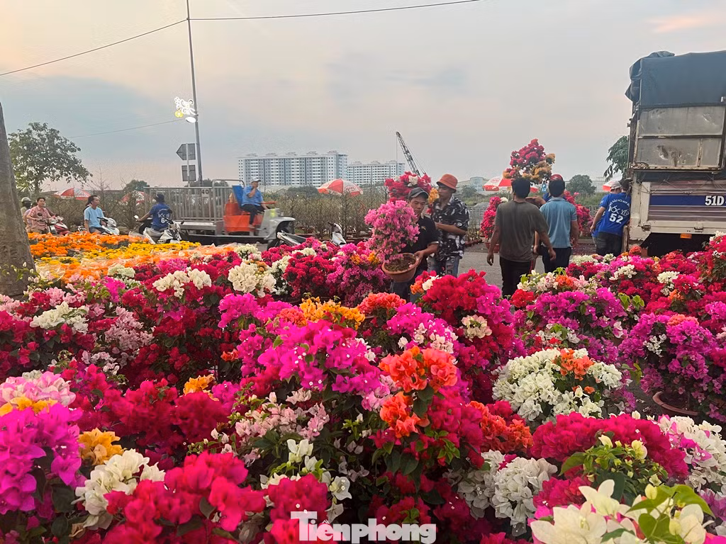 Nhà vườn từ TPHCM, Đồng Tháp, Bến Tre... tấp nập chở hoa xuống chợ. Nhà vườn từ TPHCM, Đồng Tháp, Bến Tre... tấp nập chở hoa xuống chợ.