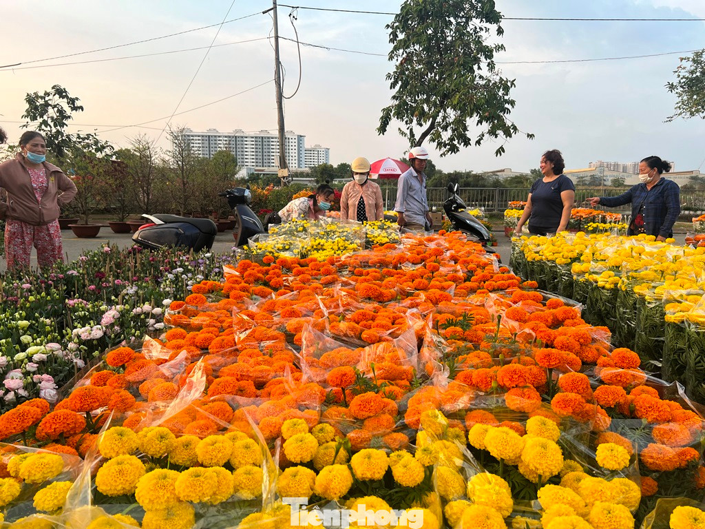 Giá hoa Tết được tiểu thương bán như giá tại vườn.