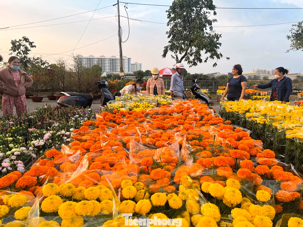 Giá hoa Tết được tiểu thương bán như giá tại vườn. Giá hoa Tết được tiểu thương bán như giá tại vườn.