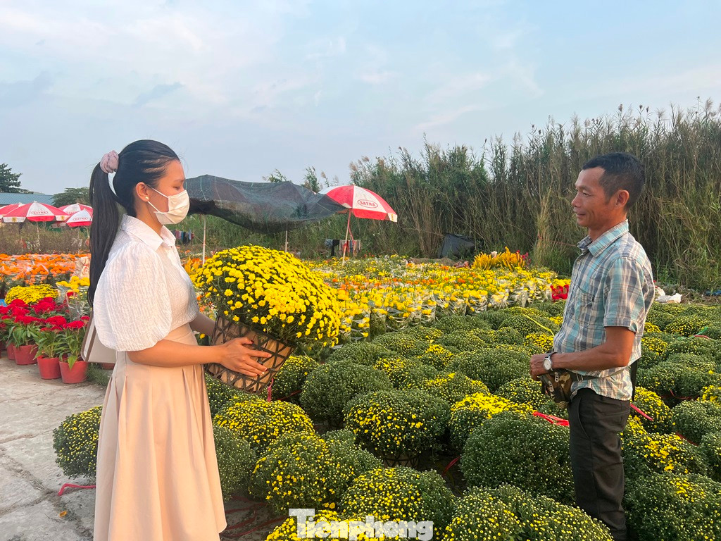 Mai, cúc, vạn thọ, mồng gà... khoe sắc thắm.