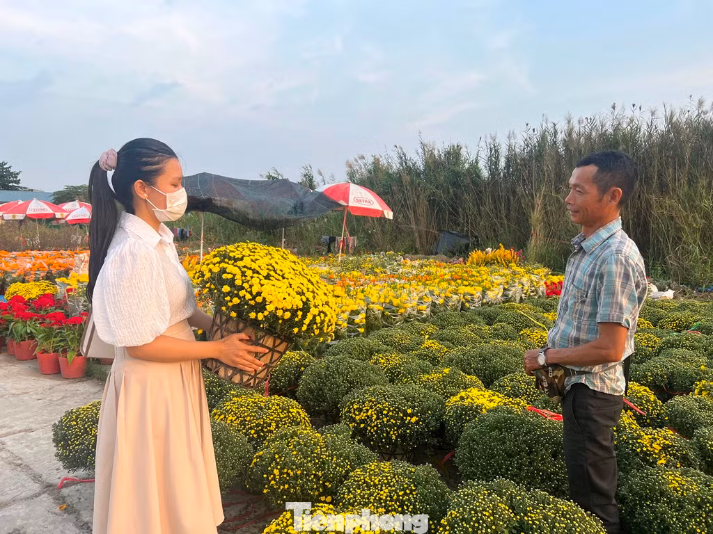 Mai, cúc, vạn thọ, mồng gà... khoe sắc thắm. Mai, cúc, vạn thọ, mồng gà... khoe sắc thắm.