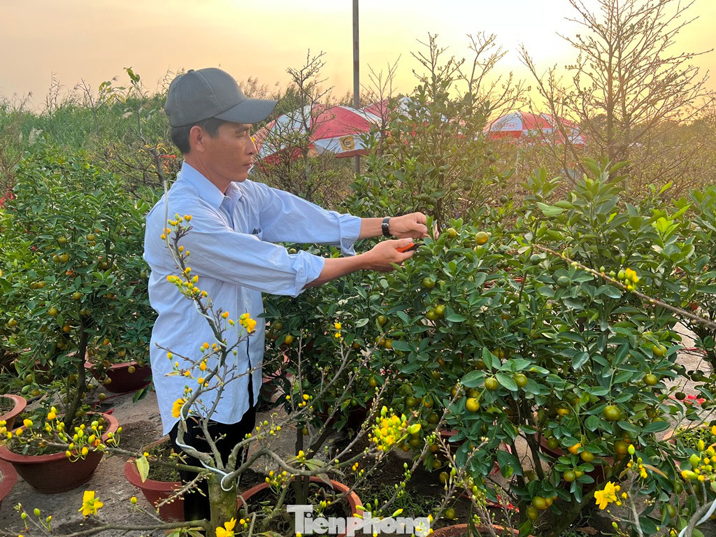 Nhà vườn chăm chút mai, quất đón khách