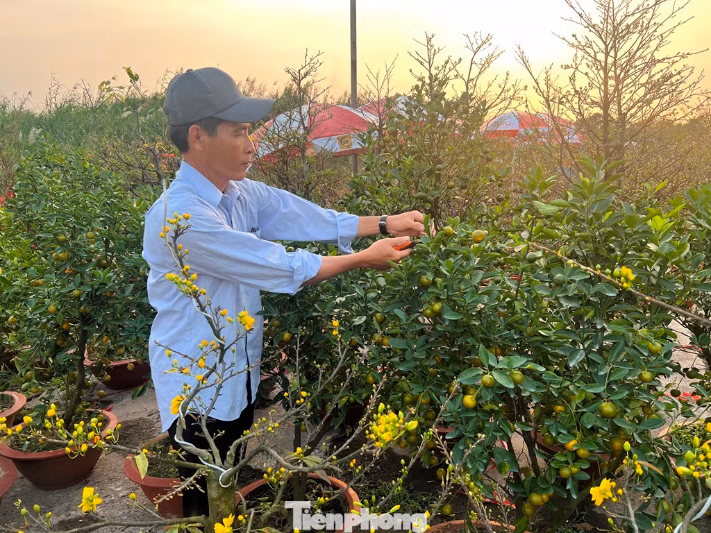 Nhà vườn chăm chút mai, quất đón khách Nhà vườn chăm chút mai, quất đón khách