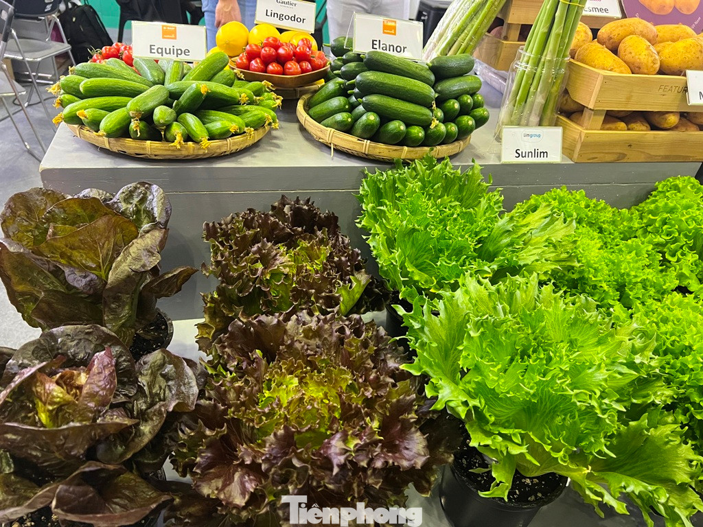 Nhiều loại xà lách giống mới nhập khẩu được giới thiệu tại triển lãm.