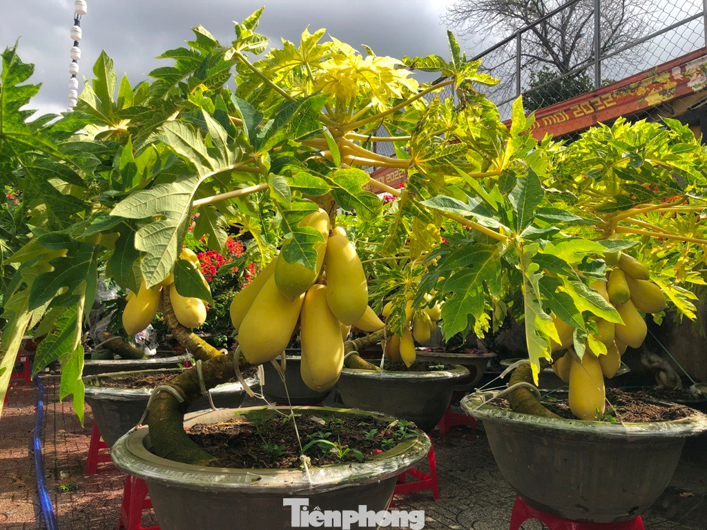 Đu đủ vàng trĩu quả có giá tới 2,6 triệu đồng/chậu