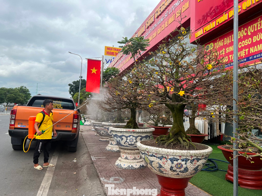 Những chậu mai khủng giá hàng trăm triệu được chăm sóc kỹ lưỡng