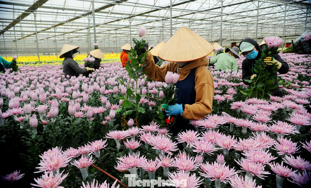 Các nhà vườn khẩn trương thu hoạch hoa Tết cung ứng cho thị trường TPHCM