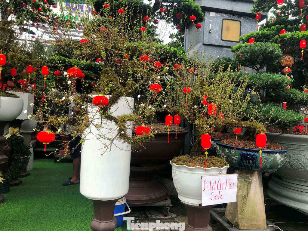 Nhất chi mai Sapa dáng thác đổ thuộc loại "hàng hiếm" năm nay