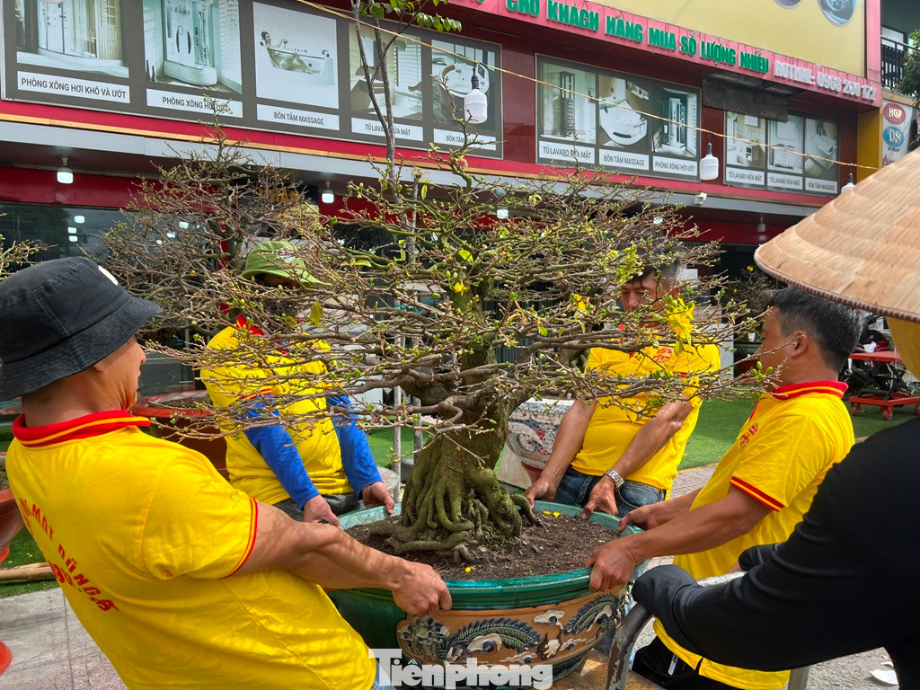 Thời điểm này, nhiều nhà vườn tấp nập đưa hoa kiểng Tết đến chợ Tết ở TPHCM