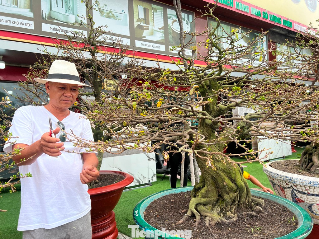 Ông Dũng chăm sóc cây mai có giá tới 400 triệu đồng vừa đưa từ nhà vườn đến phục vụ chợ Tết