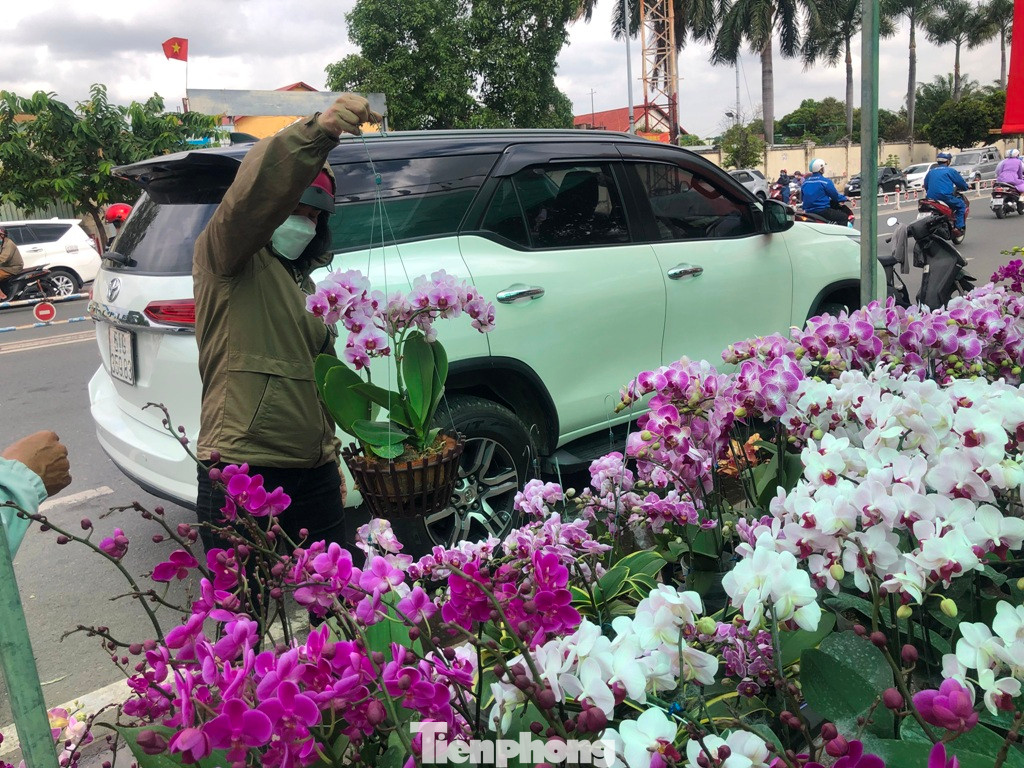 Năm nay, lan hồ điệp có giá khá rẻ, tầm 200.000 đồng/chậu