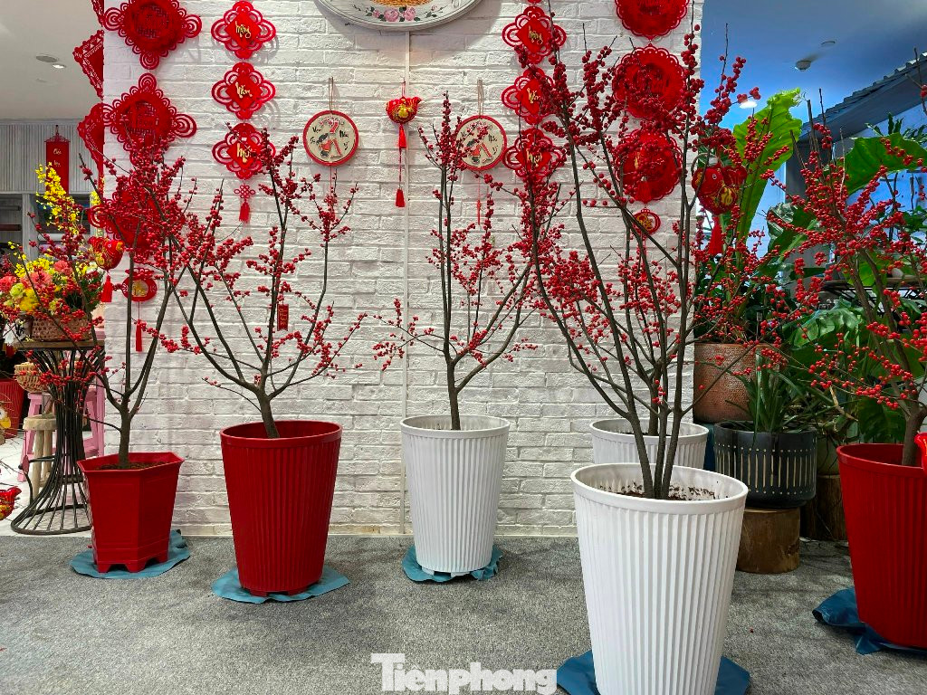 Đào đông đỏ trồng chậu bắt mắt