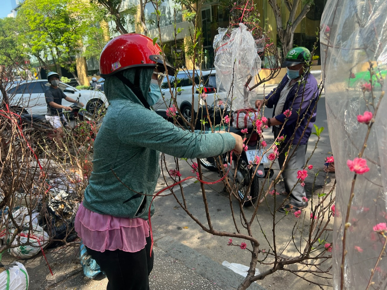 Đào phai sáng 30 Tết chỉ có giá từ 50.000-100.000 đồng/cây.