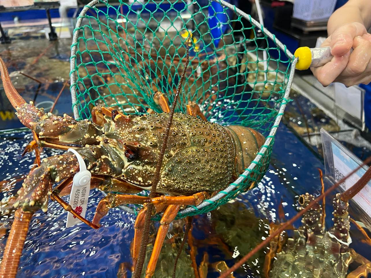 Tôm hùm Đông Úc tươi sống lần đầu nhập khẩu chính ngạch về Việt Nam, được vận chuyển bằng đường hàng không. Tôm hùm Đông Úc tươi sống lần đầu nhập khẩu chính ngạch về Việt Nam, được vận chuyển bằng đường hàng không.