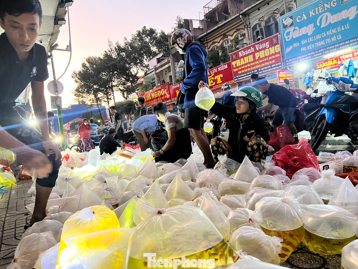 Chợ cá cảnh "âm phủ" trên đường Lưu Xuân Tín (quận 5) chỉ họp chợ tầm 3 giờ sáng, và kéo dài trong vài tiếng đồng hồ. Chợ cá cảnh "âm phủ" trên đường Lưu Xuân Tín (quận 5) chỉ họp chợ tầm 3 giờ sáng, và kéo dài trong vài tiếng đồng hồ.