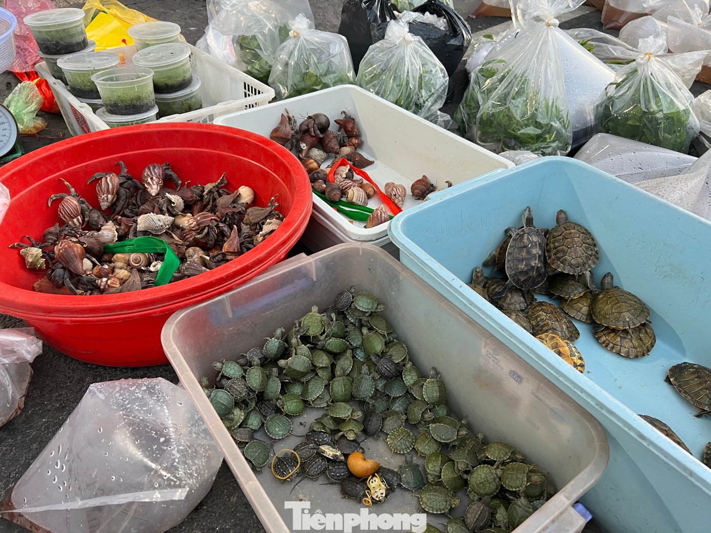 Ngoài cá cảnh, chợ còn bán rùa, baba, ốc cảnh... Ngoài cá cảnh, chợ còn bán rùa, baba, ốc cảnh...